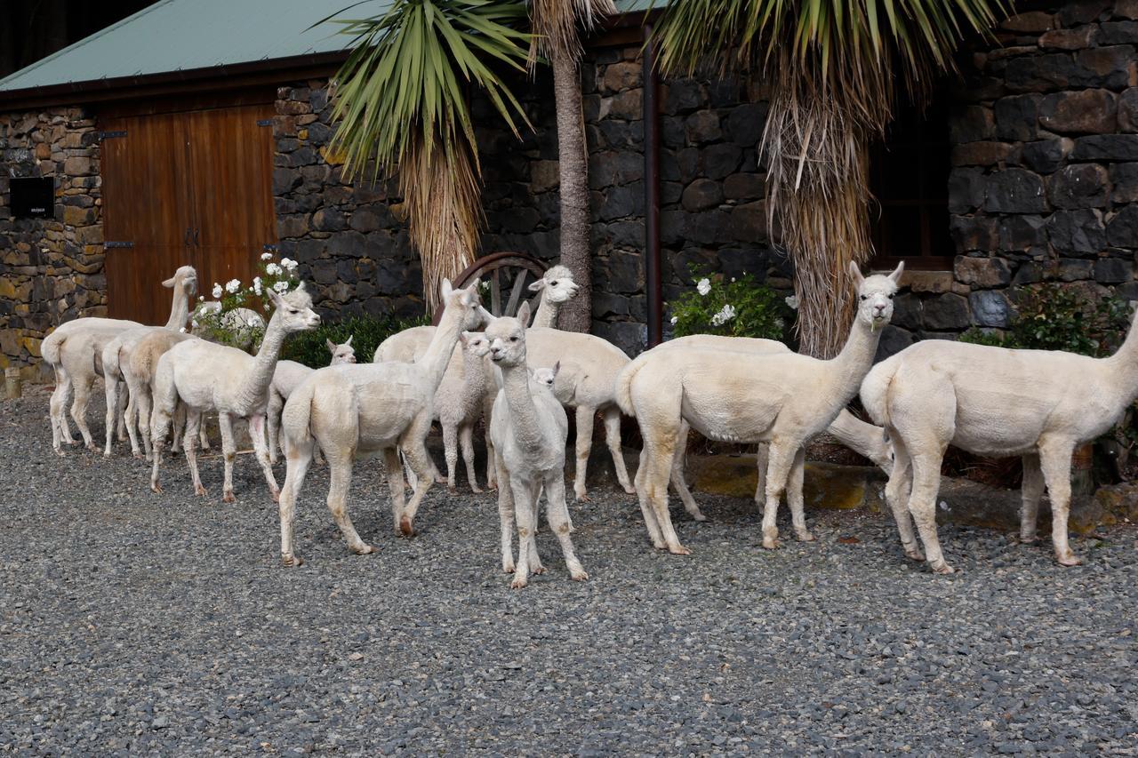 Alpaca Farmstay Dunedin Exterior photo